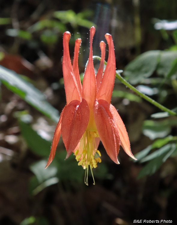 Columbine