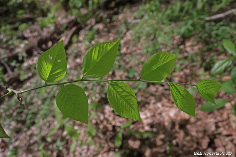 Yellowwood_leaves