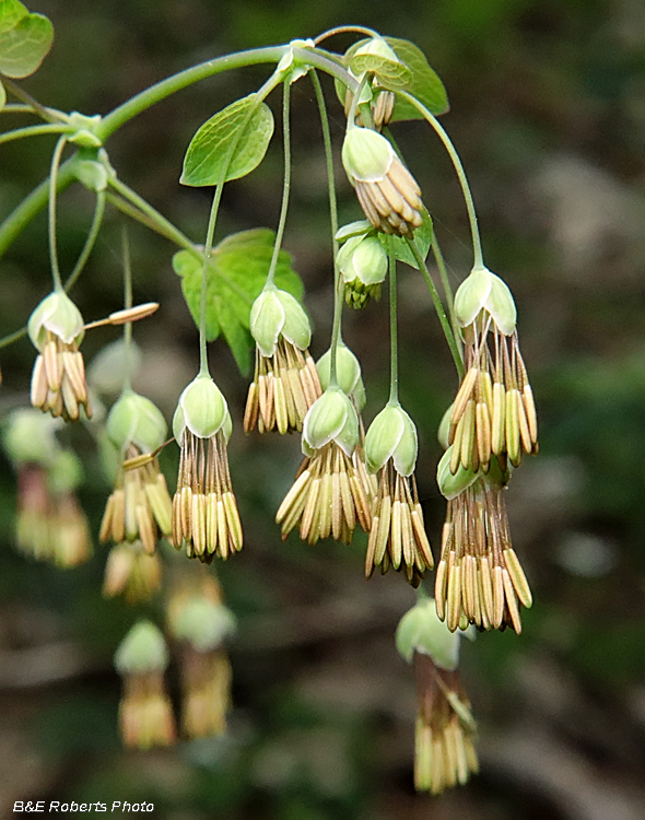 Early_Meadow_Rue