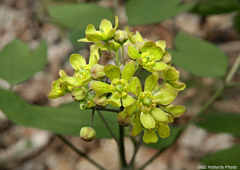 Blue_Cohosh