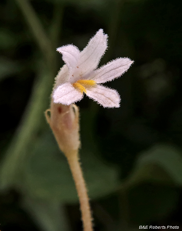 Orobanche