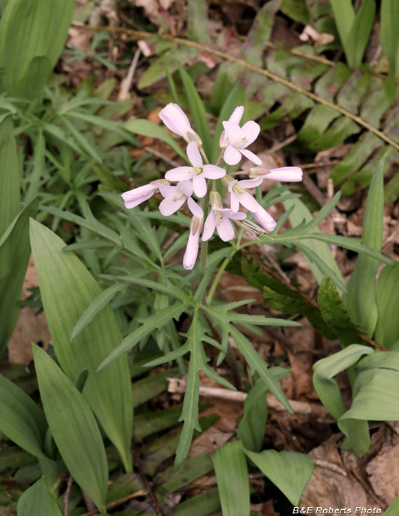 Cardamine_concatenata