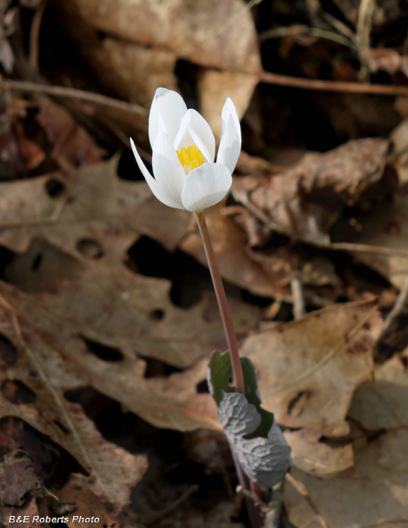 Bloodroot