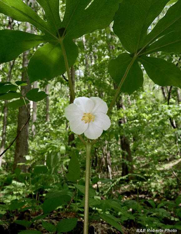 Mayapple