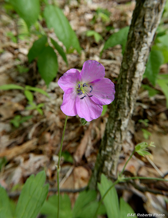 Geranium