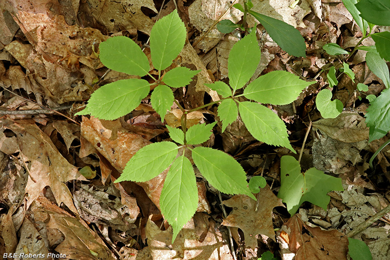 Ginseng