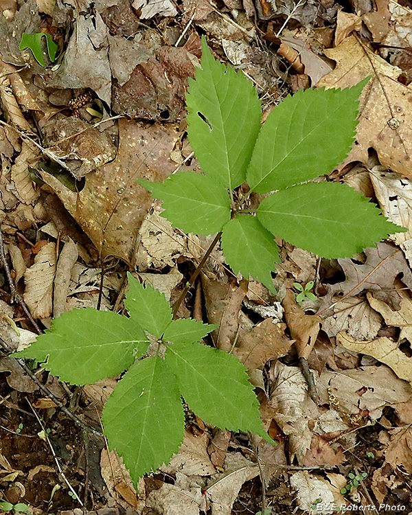 Ginseng