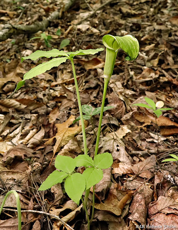 Jack_in_Pulpit