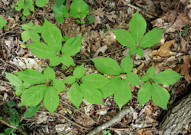 Ginseng