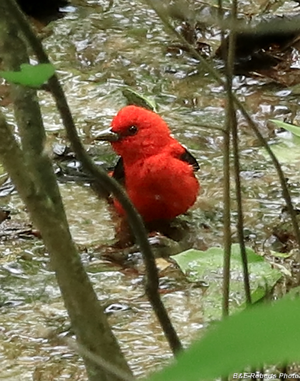 Scarlet_Tanager