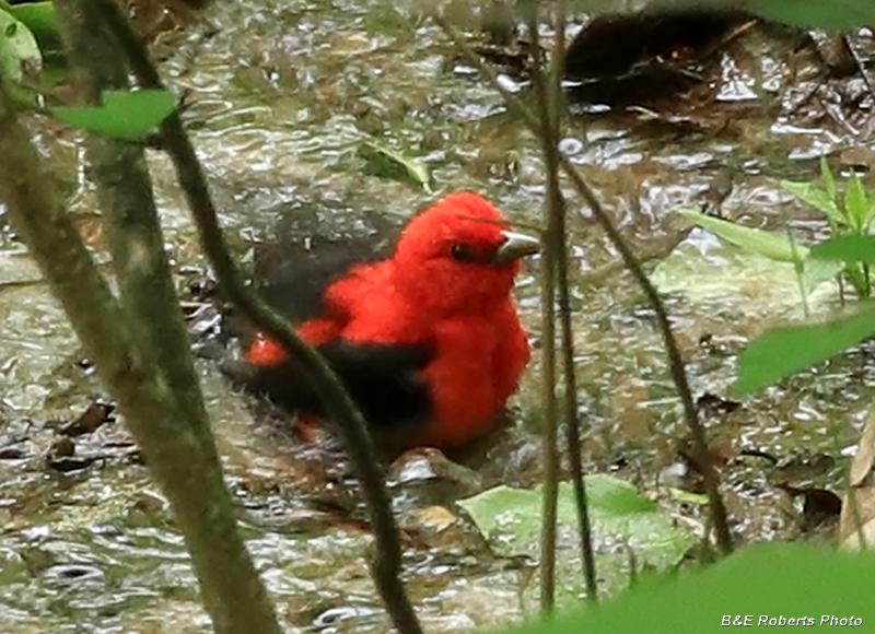 Scarlet_Tanager