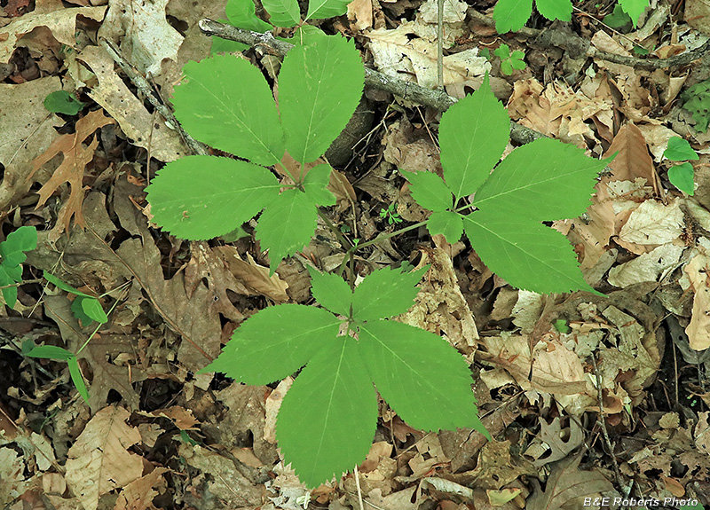 Ginseng