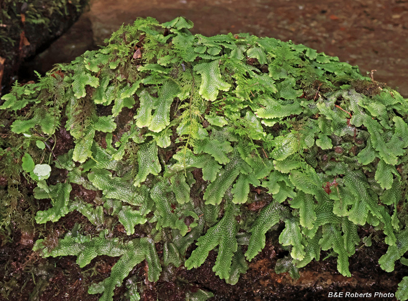 Liverwort