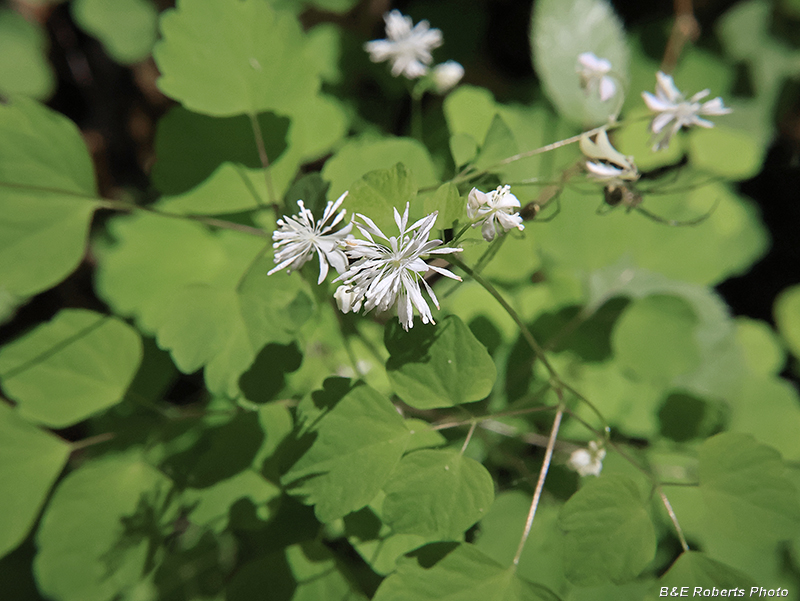 Thalictrum_clavatum