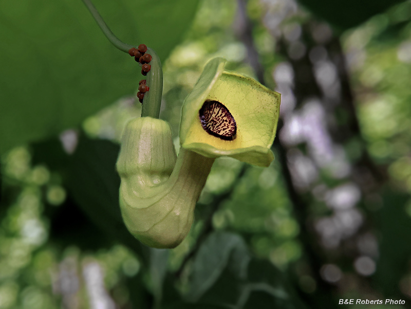 Pipevine