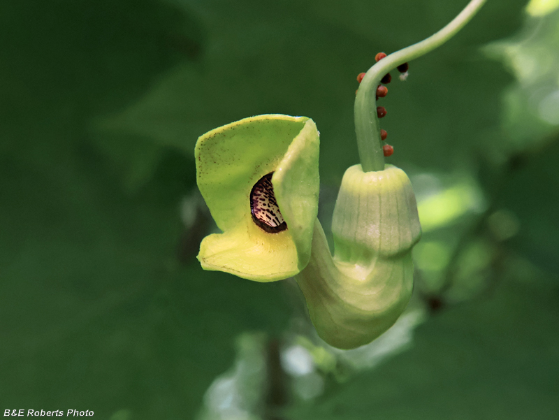 Pipevine