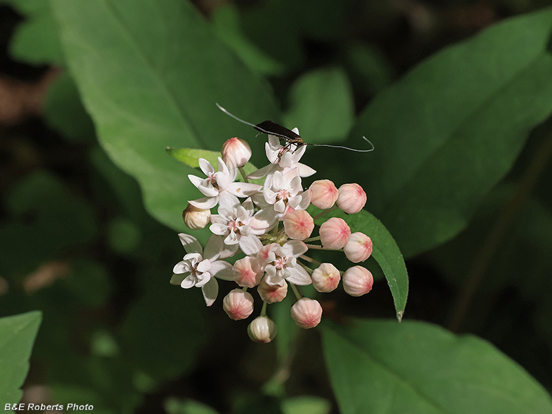 Asclepias_quadrifolia