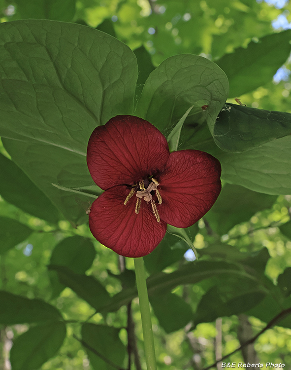 Trillium_vaseyi