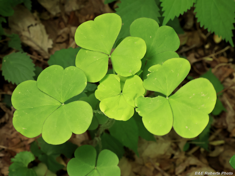 Oxalis-Grandis