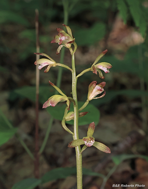Puttyroot_Orchid