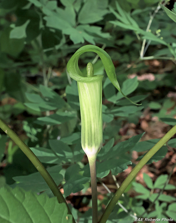 Jack_in_the_Pulpit