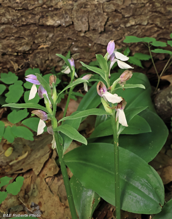 Showy_Orchis