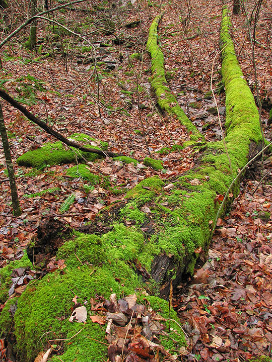 Mossy_tree