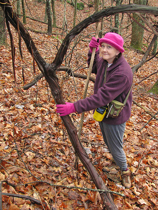 Muscadine_vines