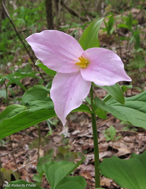 Trillium_grandiflorum