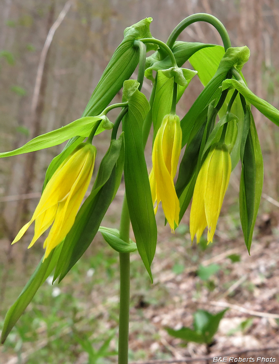 Large_Bellwort