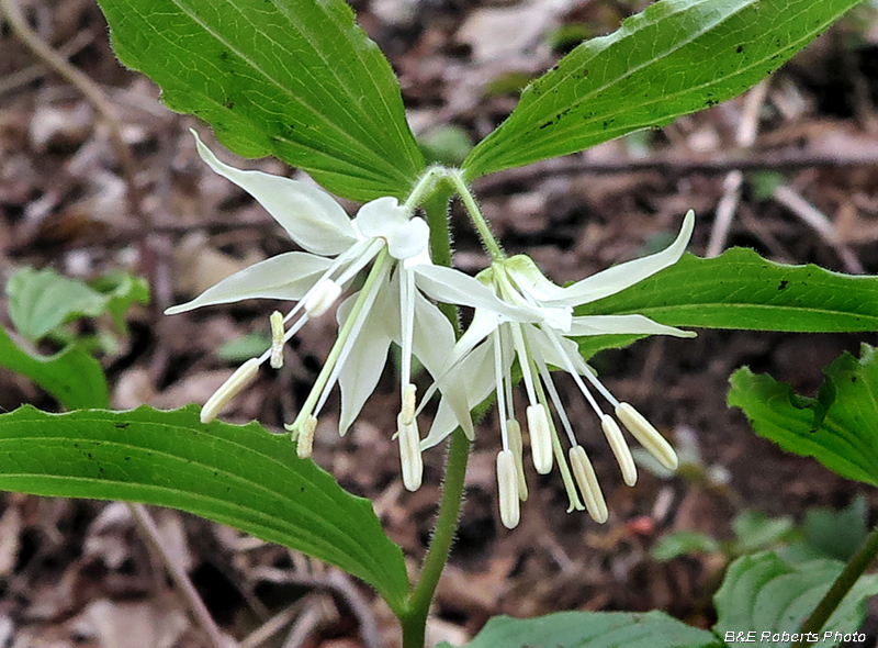 White_Mandarin