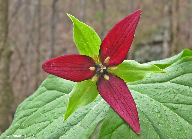 Trillium_erectum