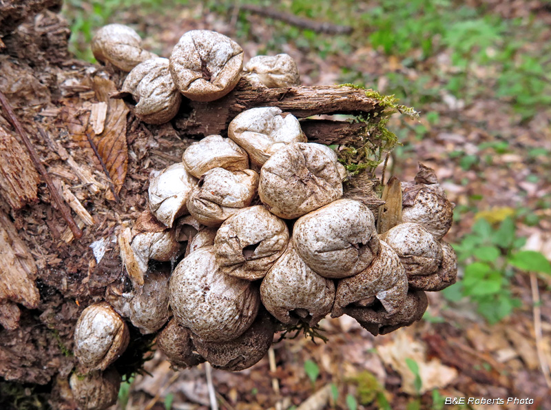 Puffballs