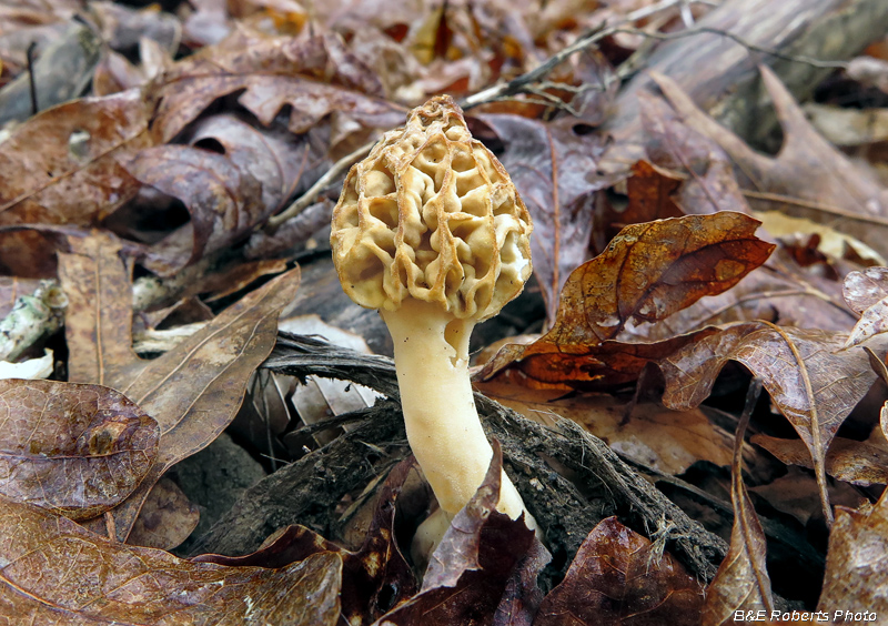 Morel