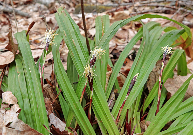 Plantainleaf_Sedge