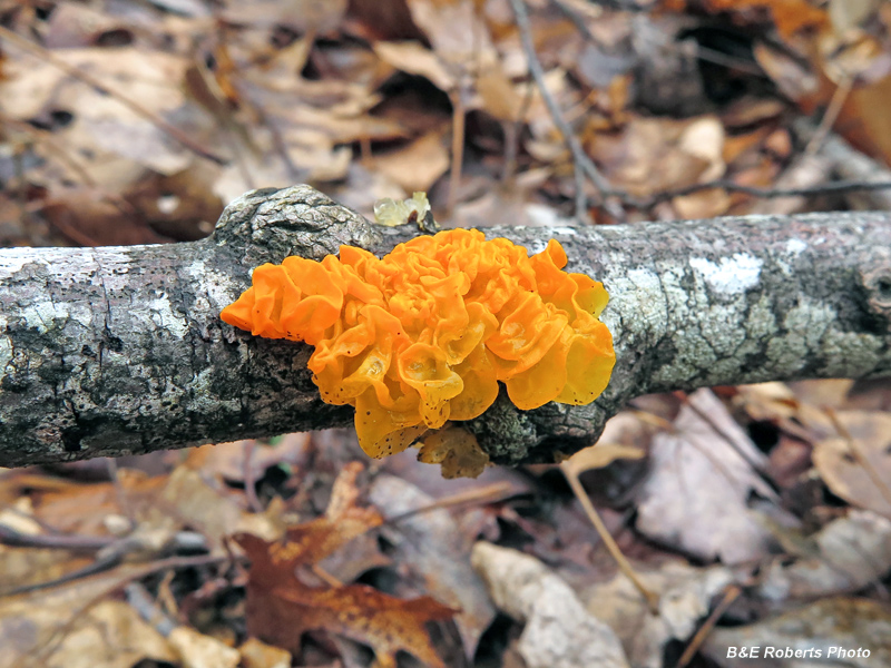 Witches_Butter