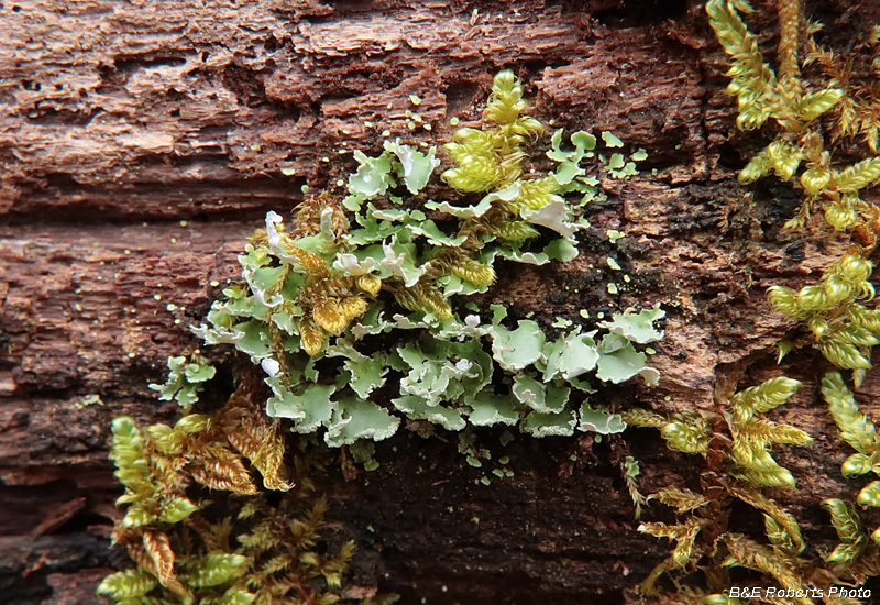 Squamulose_Lichen_Moss