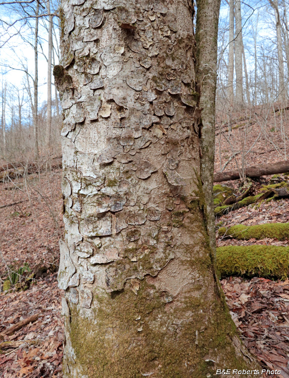 Buckeye_bark