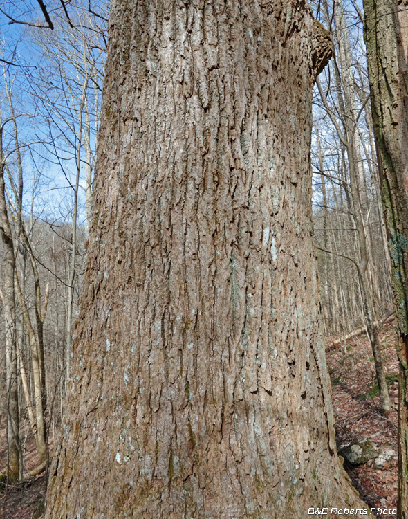 Big_Poplar_1