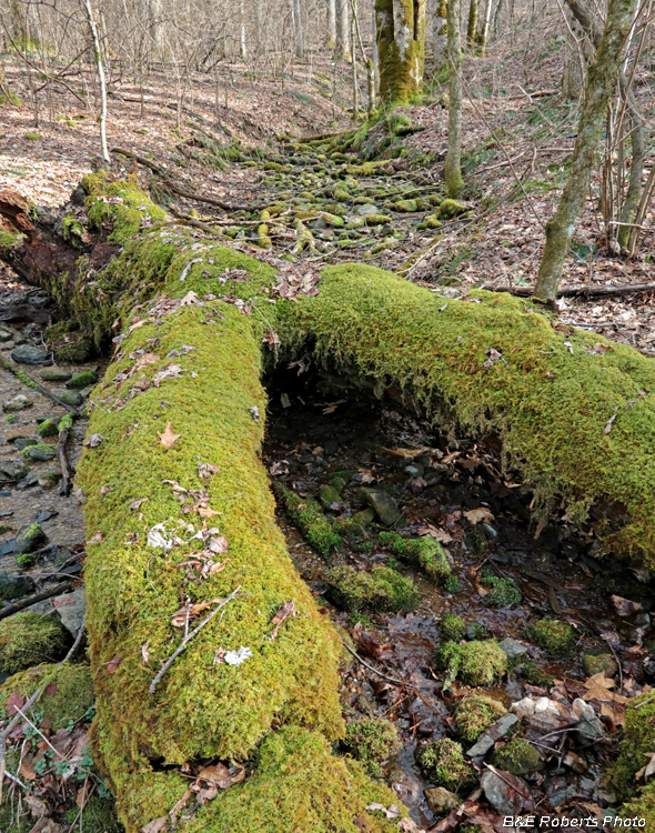 Rocky_Creekbed_logs