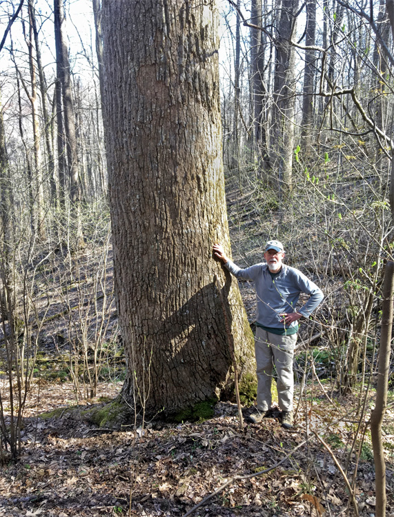 Big_Poplar