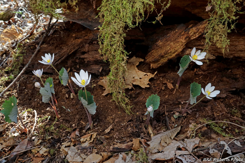 Bloodroot