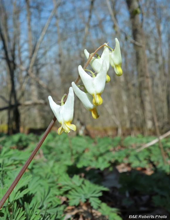 Dutchmans_Breeches