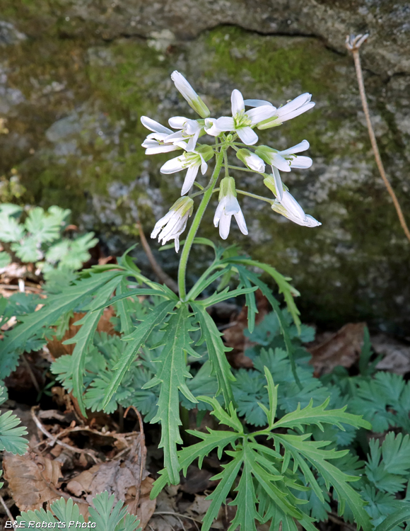 Toothwort