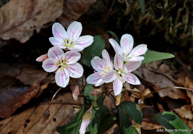 Spring_Beauties