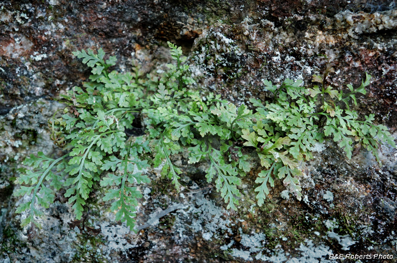 Spleenwort