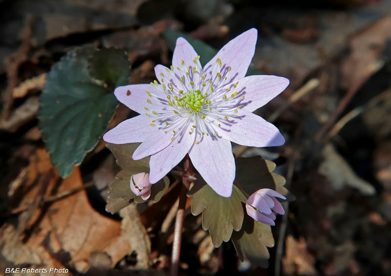 Rue_Anemone