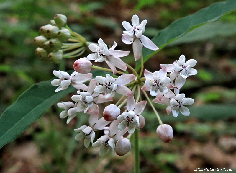 Fourleaf_Milkweed