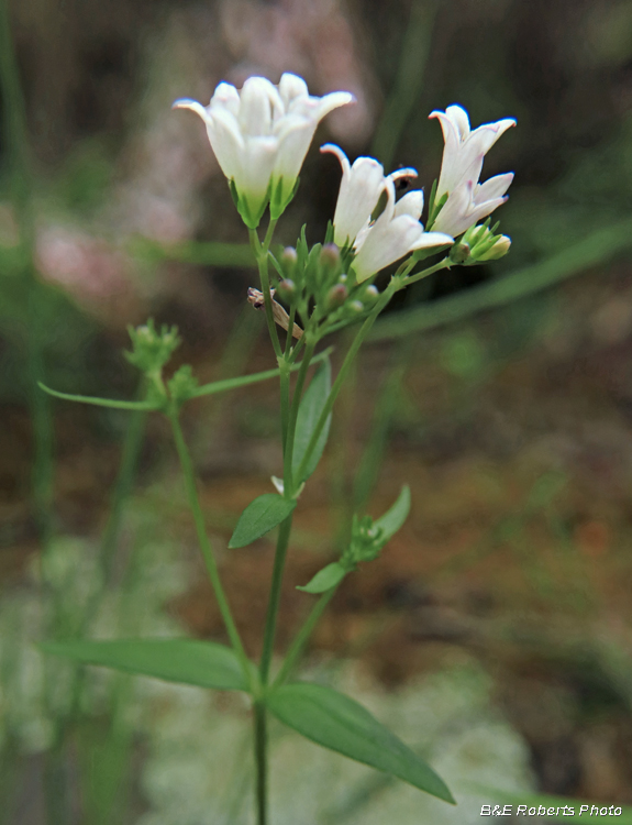 Longleaf_Bluets