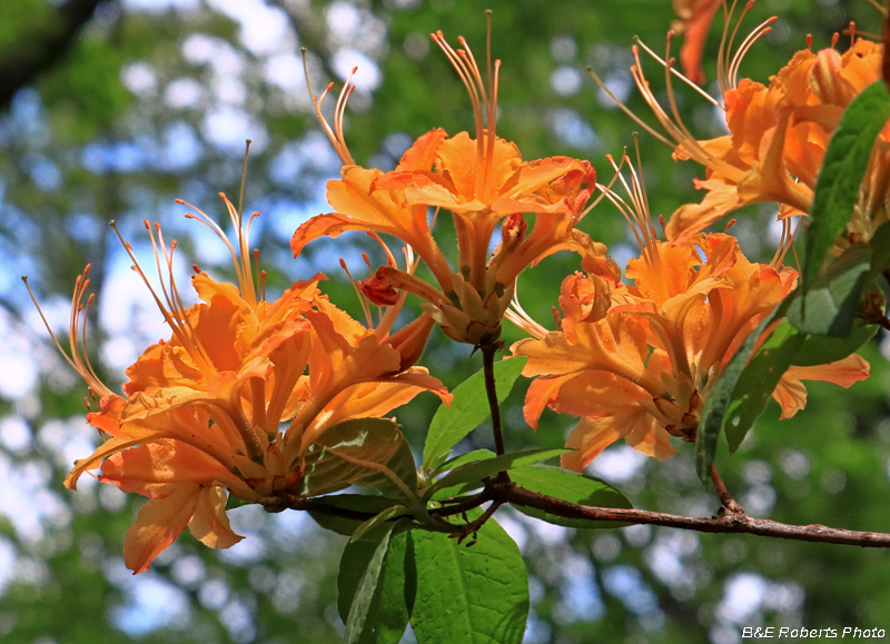 Flame_Azalea